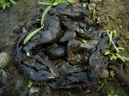 Attēlu rezultāti vaicājumam “Nostoc commune”