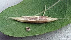 Attēlu rezultāti vaicājumam “Ypsolopha dentella”