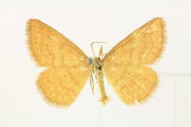Attēlu rezultāti vaicājumam “Idaea serpentata”
