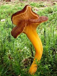 Attēlu rezultāti vaicājumam “Trichia crateriformis stalked”