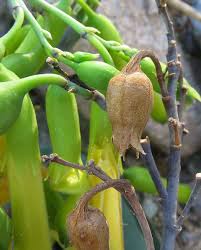 Attēlu rezultāti vaicājumam “Nicotiana tabacum fruit”