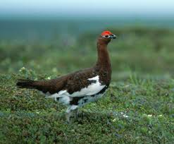 Image result for Lagopus lagopus