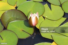 Attēlu rezultāti vaicājumam “Nymphaea candida flower”