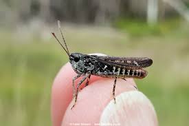 Attēlu rezultāti vaicājumam “Myrmeleotettix maculatus”