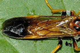 Attēlu rezultāti vaicājumam “Tenthredo campestris”