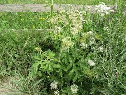 Attēlu rezultāti vaicājumam “Heracleum sphondylium subsp. sibiricum”