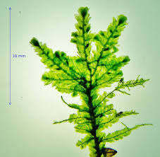 Attēlu rezultāti vaicājumam “Neckera complanata”