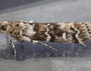 Attēlu rezultāti vaicājumam “Dioryctria abietella”