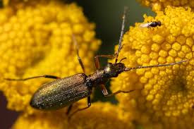 Attēlu rezultāti vaicājumam “Chrysanthia geniculata”