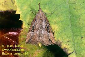 Attēlu rezultāti vaicājumam “Hypena rostralis”