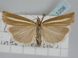 Attēlu rezultāti vaicājumam “Catoptria fulgidella”