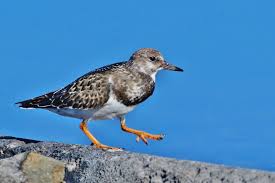 Attēlu rezultāti vaicājumam “Arenaria interpres”