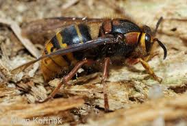 Attēlu rezultāti vaicājumam “Dolichovespula media”