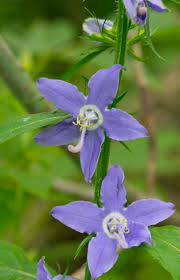 Image result for Campanula americana