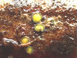 Attēlu rezultāti vaicājumam “Chlorencoelia versiformis”