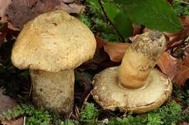 Attēlu rezultāti vaicājumam “Gyroporus cyanescens”