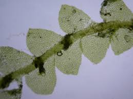 Attēlu rezultāti vaicājumam “Calypogeia”