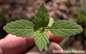 Attēlu rezultāti vaicājumam “Galeopsis tetrahit leaf”