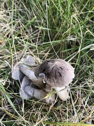 Attēlu rezultāti vaicājumam “Tricholoma sp.”