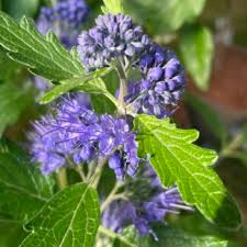 Attēlu rezultāti vaicājumam “Campanula trachelium flower”