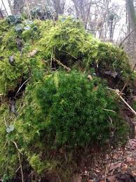 Attēlu rezultāti vaicājumam “Polytrichastrum formosum sporophyte”