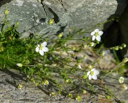 Attēlu rezultāti vaicājumam “Sagina nodosa”