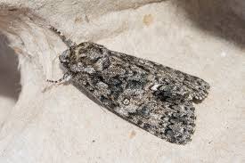 Attēlu rezultāti vaicājumam “Acronicta rumicis imago”