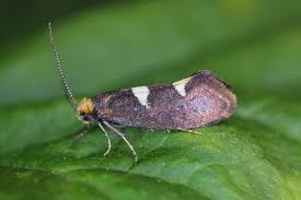 Attēlu rezultāti vaicājumam “Incurvariidae”