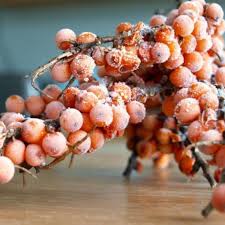 Attēlu rezultāti vaicājumam “Rhinanthus serotinus fruit”