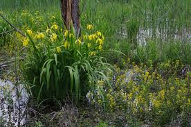 Attēlu rezultāti vaicājumam “Iris pseudacorus fruit”