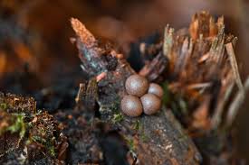 Attēlu rezultāti vaicājumam “Lycogala asperum macro”