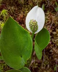 Attēlu rezultāti vaicājumam “Calla palustris leaf”