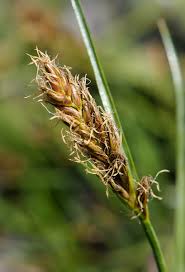 Attēlu rezultāti vaicājumam “Blysmus compressus”