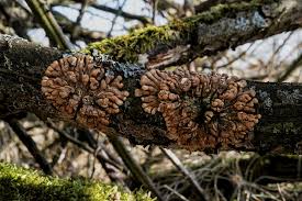 Attēlu rezultāti vaicājumam “Hypocreopsis lichenoides”