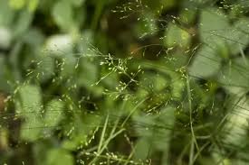 Attēlu rezultāti vaicājumam “Poa nemoralis”