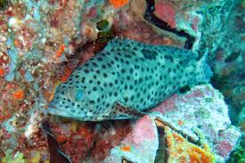 Image result for Epinephelus andersoni