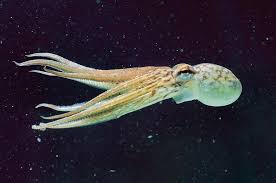 Image result for Octopus vulgaris