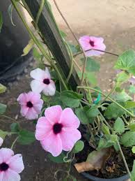Image result for Thunbergia alata