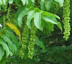 Attēlu rezultāti vaicājumam “Pterocarya fraxinifolia leaf”