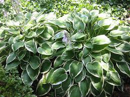 Attēlu rezultāti vaicājumam “Hosta sp. flower”