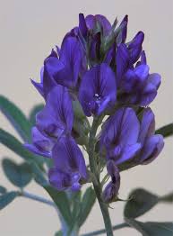 Attēlu rezultāti vaicājumam “Medicago sativa subsp. sativa”