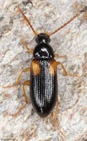 Attēlu rezultāti vaicājumam “Alleculidae”