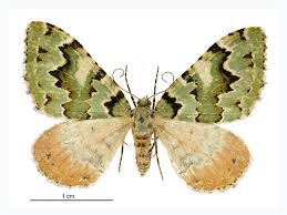 Attēlu rezultāti vaicājumam “Geometridae”