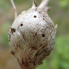 Attēlu rezultāti vaicājumam “Aulacidea hieracii”