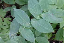 Attēlu rezultāti vaicājumam “Lapsana communis leaf”