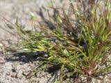 Attēlu rezultāti vaicājumam “Juncus nastanthus”