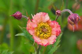 Attēlu rezultāti vaicājumam “Geum x intermedium flower”
