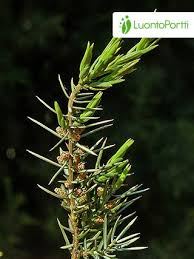 Attēlu rezultāti vaicājumam “Juniperus communis female flower”