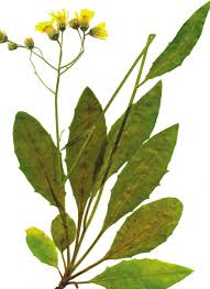 Attēlu rezultāti vaicājumam “Hieracium vulgatum leaf”