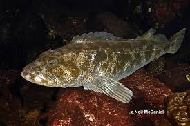 Image result for Ophiodon elongatus